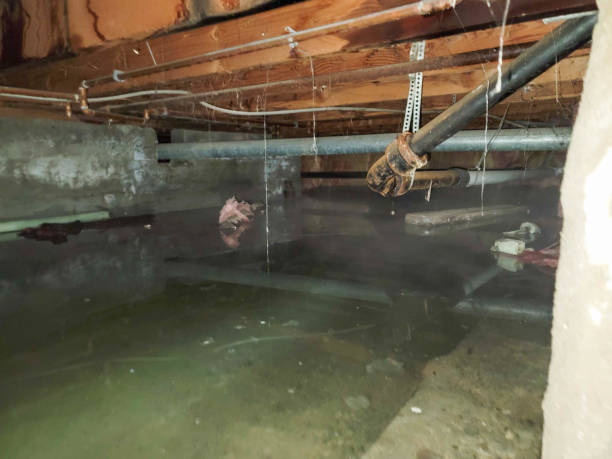 Best Basement water damage restoration  in Jasper, GA
